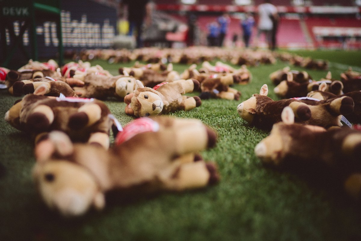 Kurz vor Anpfiff werden rund 220 Geißböcke auf dem Spielfeld verteilt. Jeder kleine Geißbock steht dabei für eines der in der Ukraine getöteten Kinder. Zudem werden über das Stadion-TV die Namen der getöteten Kinder gezeigt, um sie aus der Anonymität herauszuholen. 💙💛 #effzeh