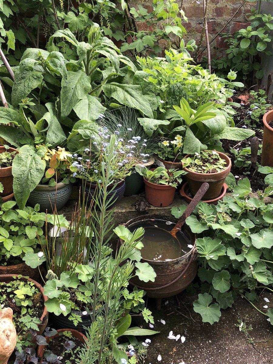 [the mummy] indecisive cauldron frog. 🐸