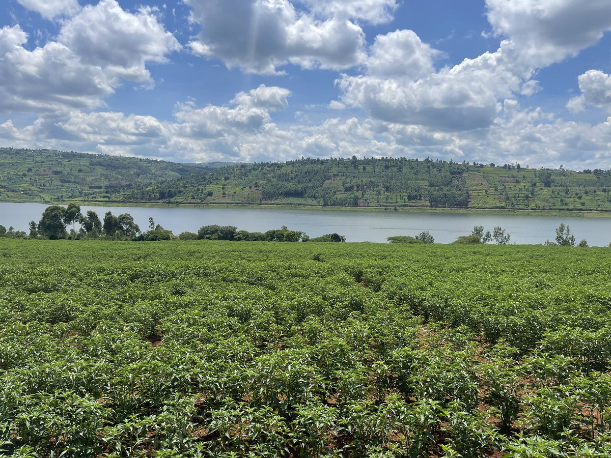 Saturday well spent. <a href="/RwandaAgri/">Ministry of Agriculture & Animal Resources |Rwanda</a> <a href="/RDBrwanda/">Rwanda Development Board</a> <a href="/cakamanzi/">Clare Akamanzi</a> <a href="/g_mukeshimana/">GerardineMukeshimana</a> <a href="/ryaf_agribiz/">Rwanda Youth In Agribusiness Forum</a> <a href="/RwandAgriExport/">NAEB</a> <a href="/PSF_Rwanda/">PSF Rwanda</a>