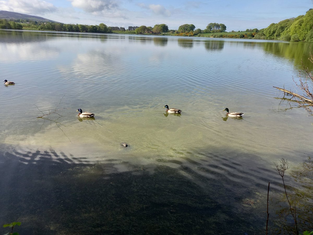 HELLSBELLS_DFYB's tweet photo. Talkin Tarn Country Park #parkrun, you are beautiful! Andy had his 🍦Flake run today.  #cumbria #parkruntourism @parkrunUK @freeweeklytimed @WithMeNowPod @parkrun https://t.co/JA8HzeB908