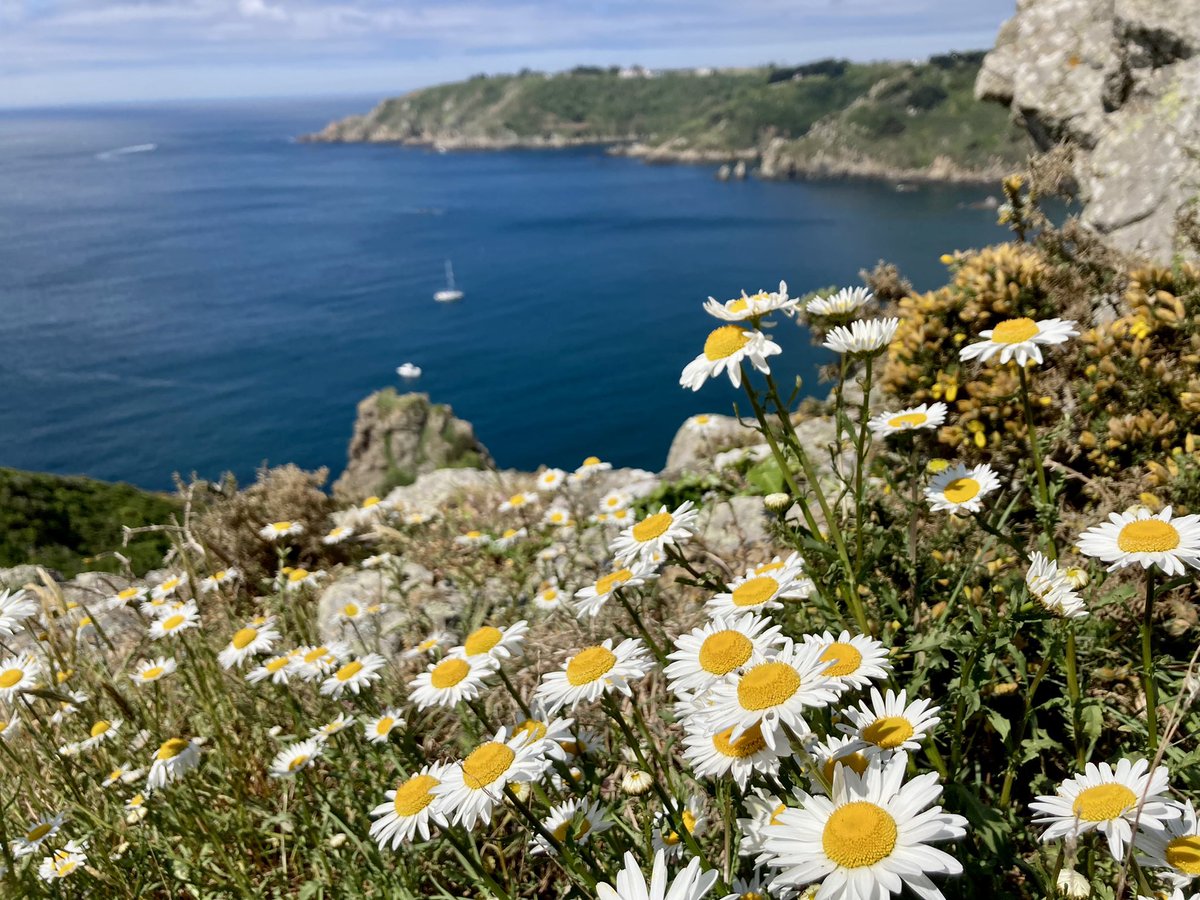 betley's tweet image. I LOVE this time of year… #gorgeousguernsey #spring #cliffview #loveguernsey #outdoorguernsey