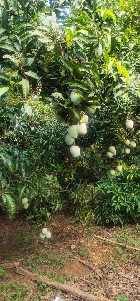 Happiness is searching of mango 🥭