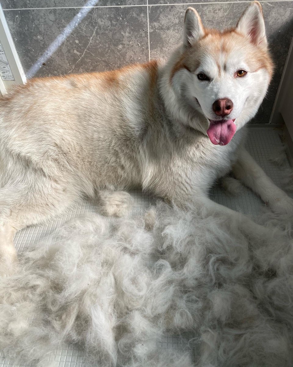 yuki_mao's tweet photo. 犬をブラッシングしたら抜け毛がすごくて、洗ったら意外と細くて、乾かしたら以前にましてモフモフだった https://t.co/OPY7sJhR9R