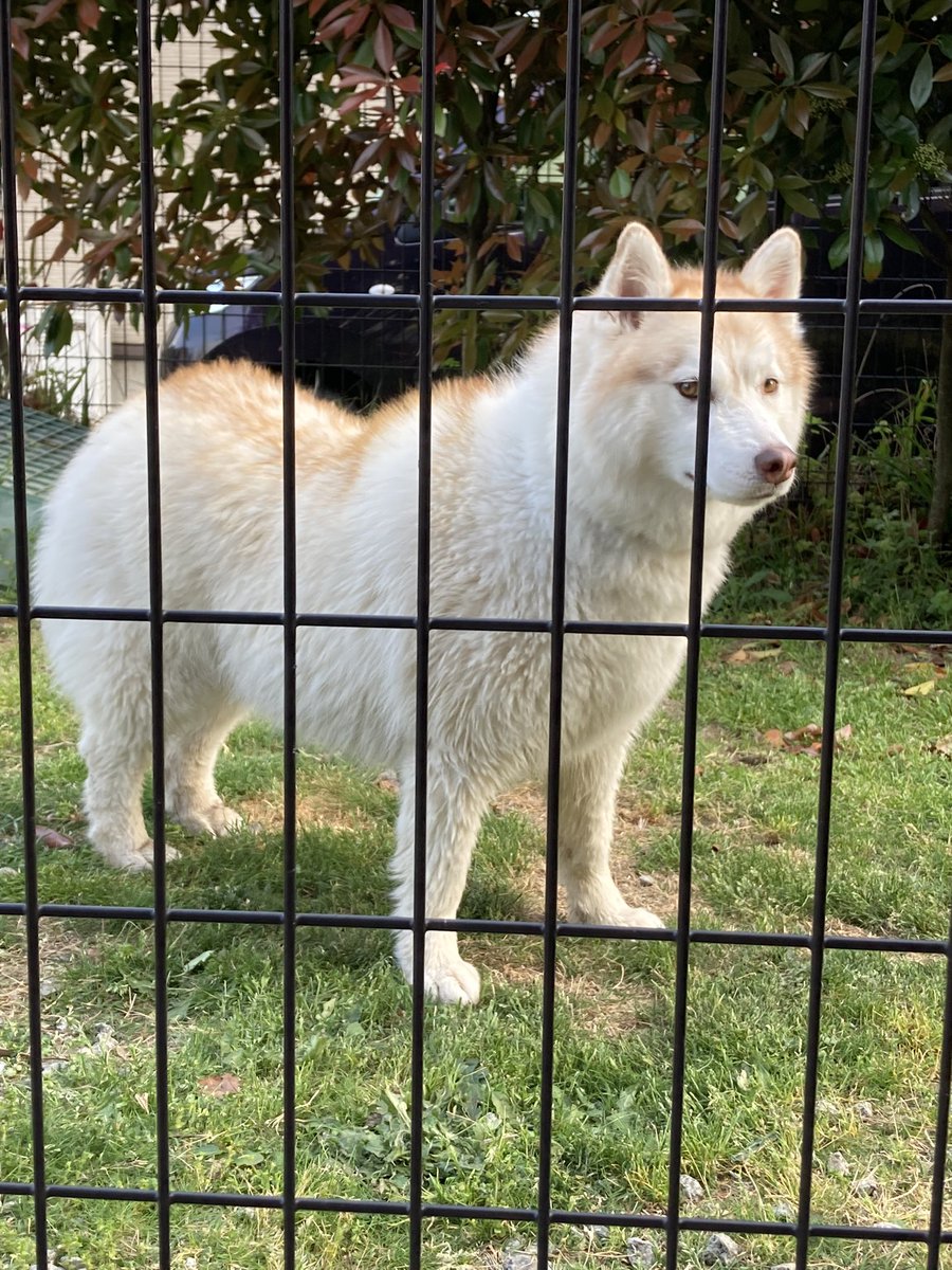 yuki_mao's tweet photo. 犬をブラッシングしたら抜け毛がすごくて、洗ったら意外と細くて、乾かしたら以前にましてモフモフだった https://t.co/OPY7sJhR9R