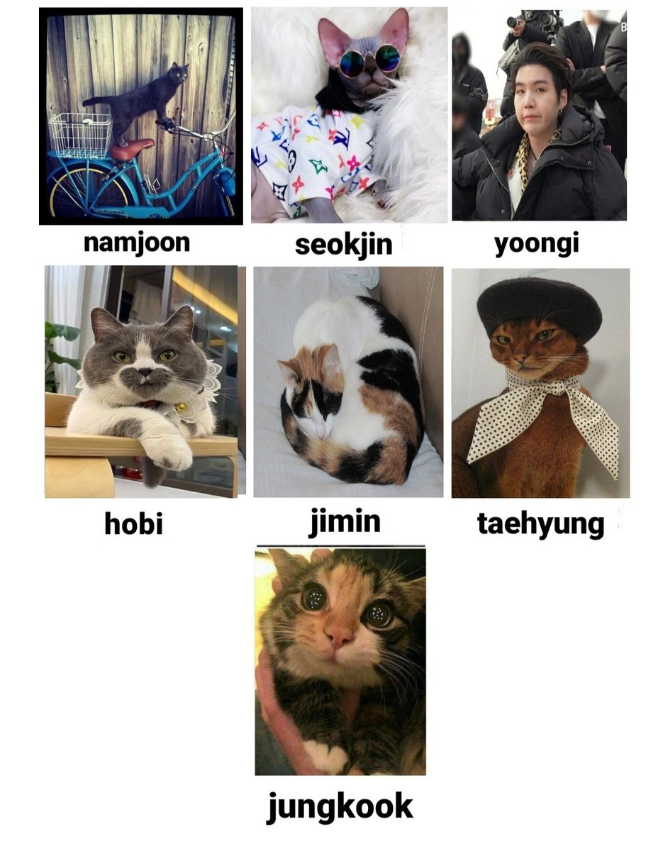 wdcrvnghajima's tweet photo. bts but everyone is cat https://t.co/PA8TOpMPBB