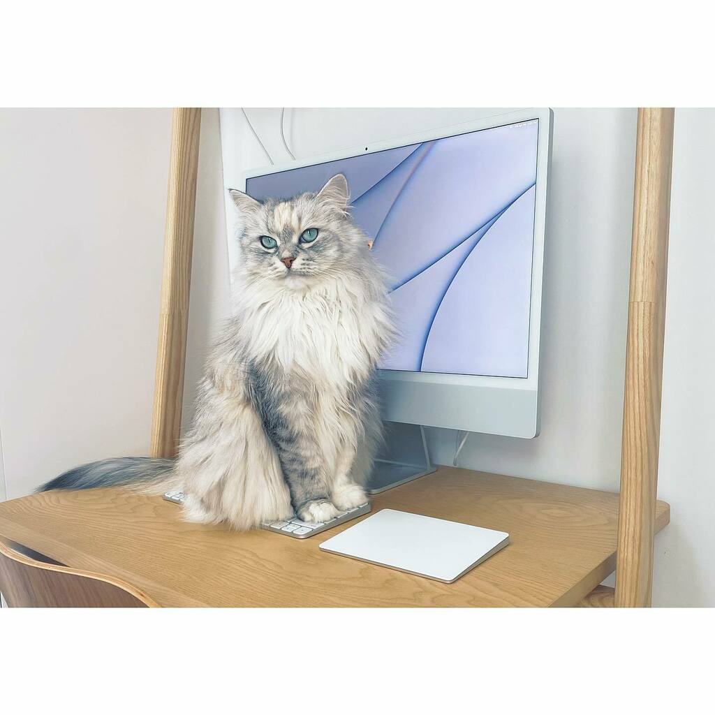carolyndavis's tweet photo. Keyboard Cat. But make it fluffy. https://t.co/6gmauHfX9e