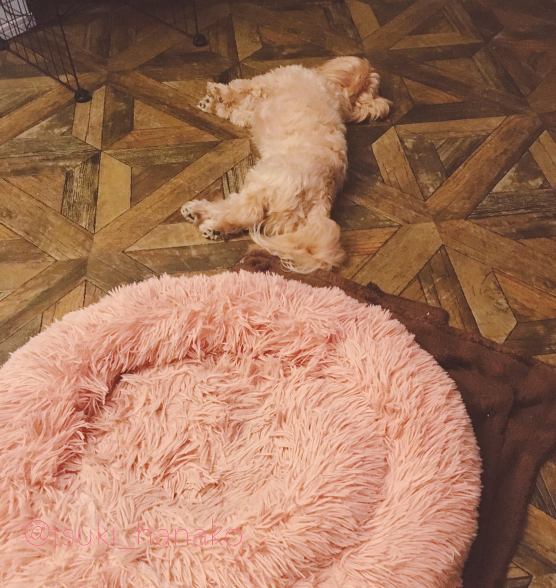 夏めくや布団抜け出し眠る犬
#はなこと旦那とモフ https://t.co/I6hRqCQwQj