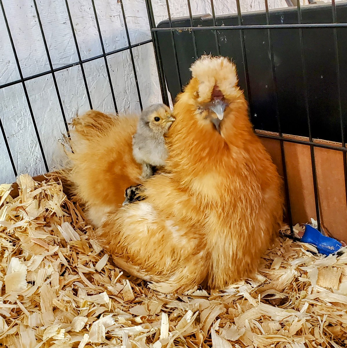 kryativ's tweet photo. Goldie had babies 🤩 https://t.co/UvrsjGk2w2