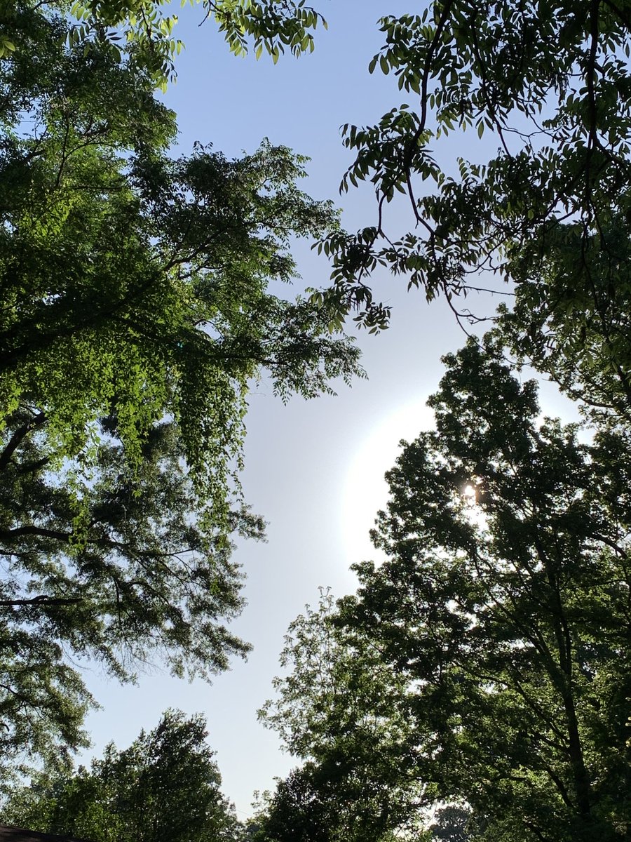 okamoto_sandra's tweet photo. Good morning, Columbus! #ColumbusGA #mydailyphoto #05/07/2022 #2022project #clearbluesky #sunrisingthroughthetrees #cool #justabithumid #breezy #birdsveryloud #neighborsdogsquiet https://t.co/A7R9NegM2R