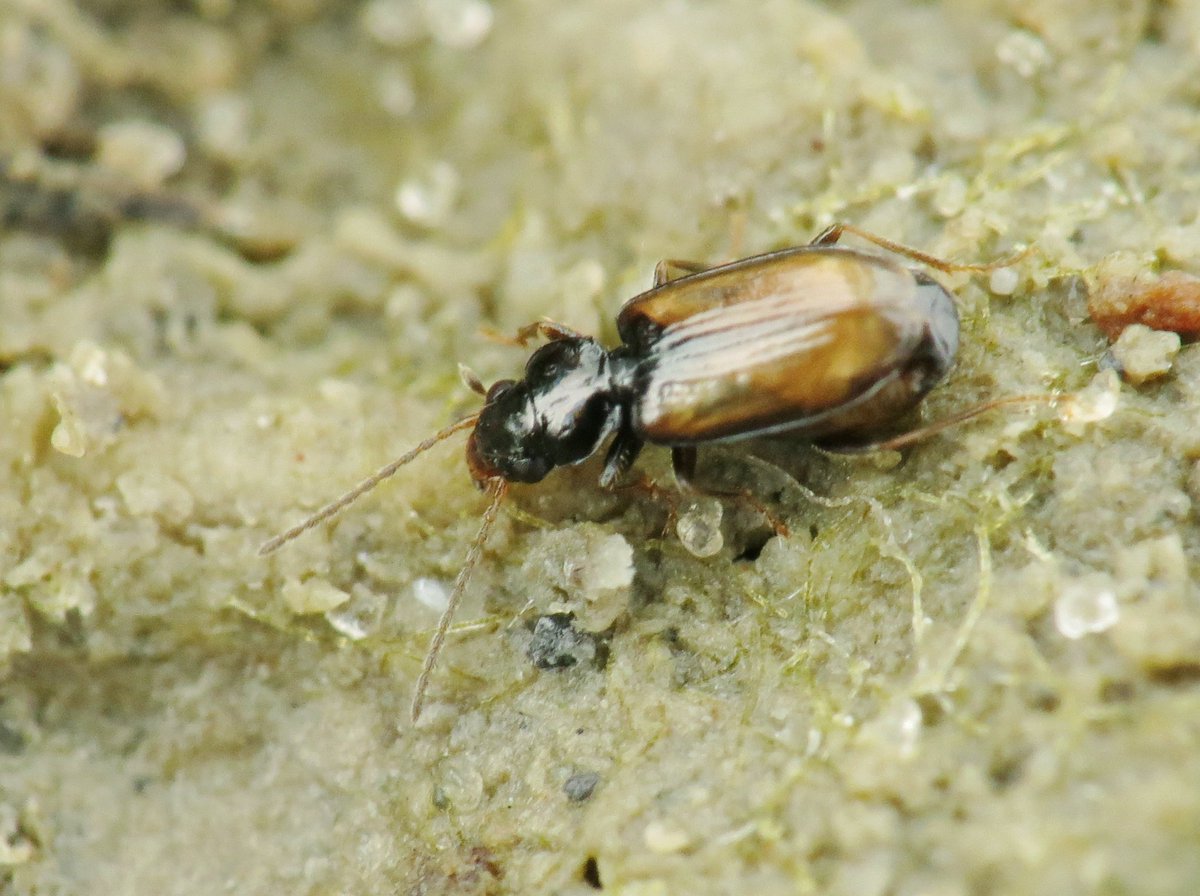 Panjan1972's tweet photo. Ben je een weekje in Zeeland dan ga je natuurlijk loopkevers zoeken! Dit is het zeer zeldzame (en kleine) kwelderknotje (Tachys scutellaris) #loopkever #carabidae #zeeland #MacroPhotography #nature #zeldzaam  @volgdenatuur @waarneming @NatureTodayNL https://t.co/kwMZidhLMl