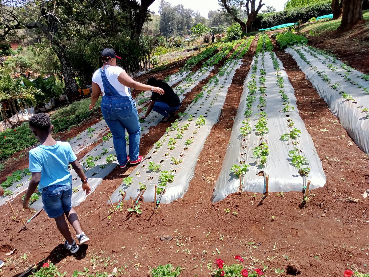 kitchengardenke's tweet photo. Kids gardening classes available at our demo farm. #kitchengardening #urbanfarming #Nairobi #healthyliving #kidsgardeningclasses https://t.co/hSKdkjCWrH