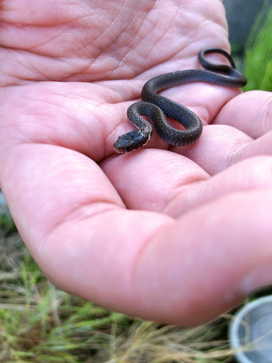 蛇同定bot Whoisthissnake Twitter