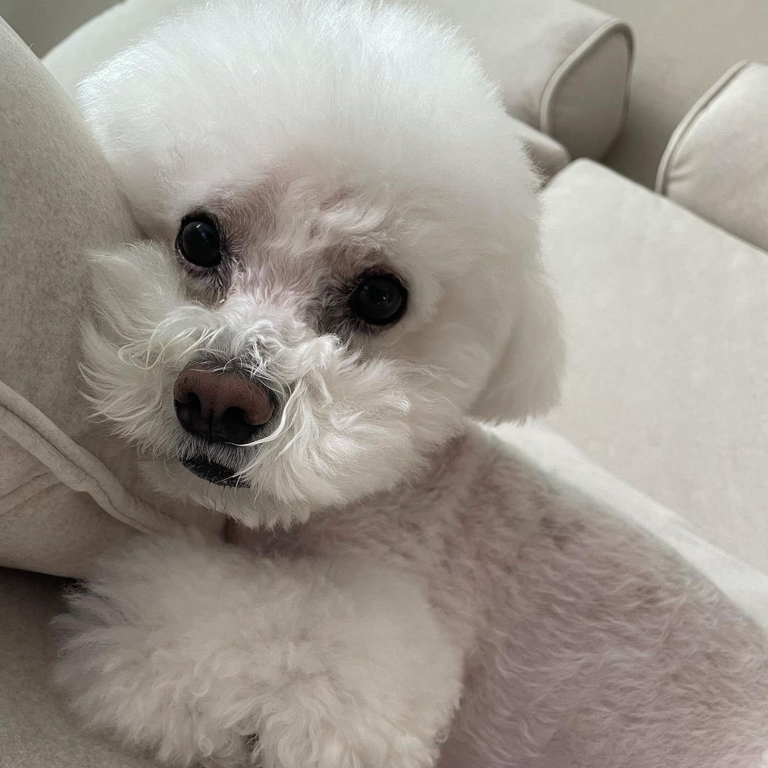 sugarboraa's tweet photo. ⠀⠀⠀⠀
⠀⠀⠀⠀
Thanks to Yoon Park oppa for inviting me to join in on this challenge. I hope that we’ll be a strength to abandoned dogs suffering from heartworm by participating in the “Save Us Challenge”. 

We can save more abandoned dogs with one post from you. 🤍
⠀⠀⠀⠀ https://t.co/p0zpeEV10r