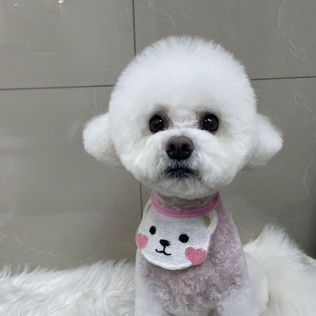 sugarboraa's tweet photo. ⠀⠀⠀⠀
⠀⠀⠀⠀
Thanks to Yoon Park oppa for inviting me to join in on this challenge. I hope that we’ll be a strength to abandoned dogs suffering from heartworm by participating in the “Save Us Challenge”. 

We can save more abandoned dogs with one post from you. 🤍
⠀⠀⠀⠀ https://t.co/p0zpeEV10r