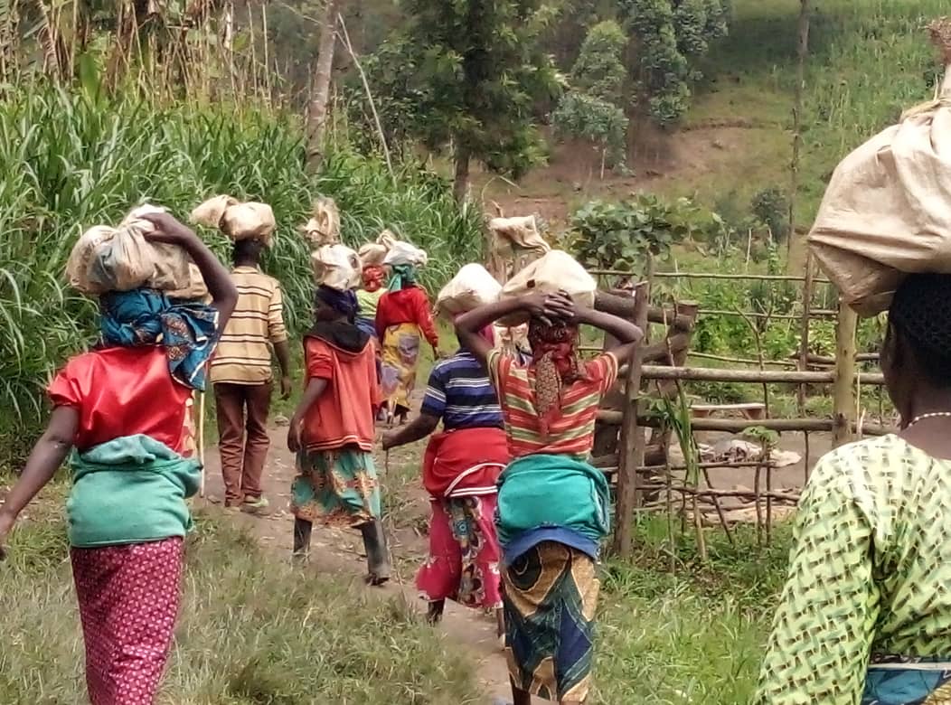 KamubugaS's tweet photo. @GakenkeDistrict New introduction of Coffee plant in @KamubugaS  #Abaturage bishimiye iki gihingwa rwose. @NizeyimanaJmv13 @NyirarugeroD @MushaijaGeoffr3 @tylerperry @gatjmv @RwandAgriExport @IGIHE https://t.co/7tMbdE7ksn