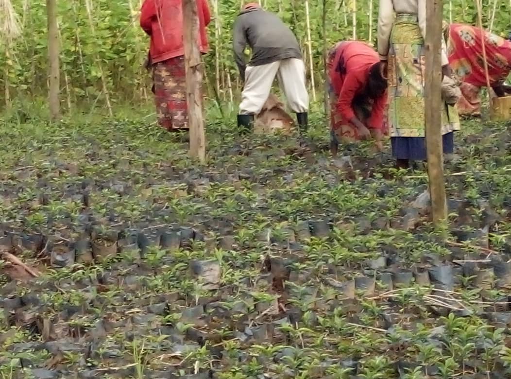 KamubugaS's tweet photo. @GakenkeDistrict New introduction of Coffee plant in @KamubugaS  #Abaturage bishimiye iki gihingwa rwose. @NizeyimanaJmv13 @NyirarugeroD @MushaijaGeoffr3 @tylerperry @gatjmv @RwandAgriExport @IGIHE https://t.co/7tMbdE7ksn