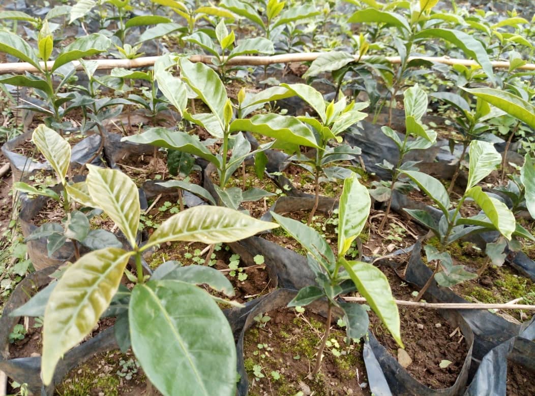 KamubugaS's tweet photo. @GakenkeDistrict New introduction of Coffee plant in @KamubugaS  #Abaturage bishimiye iki gihingwa rwose. @NizeyimanaJmv13 @NyirarugeroD @MushaijaGeoffr3 @tylerperry @gatjmv @RwandAgriExport @IGIHE https://t.co/7tMbdE7ksn
