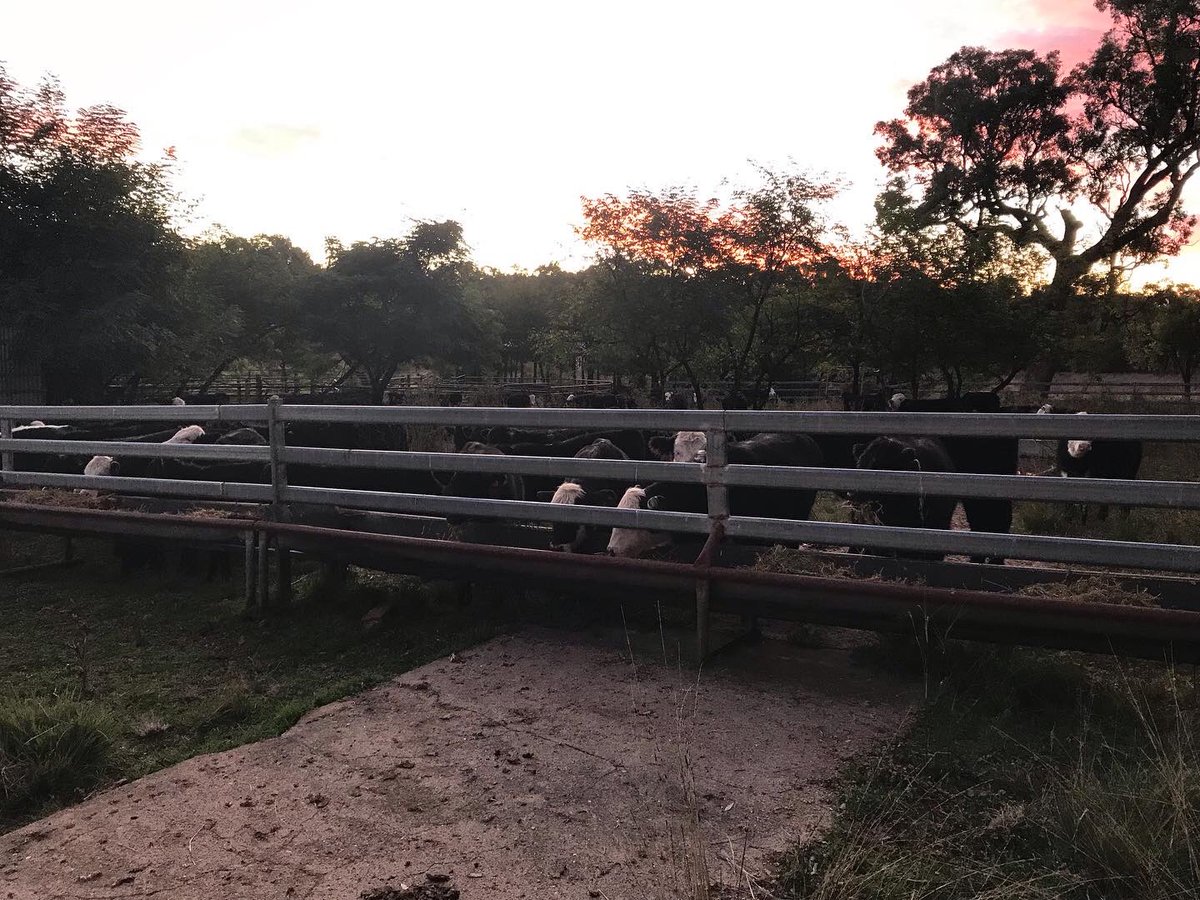 AgSTAR_Farming's tweet photo. Kicked off weaning today. First time we have weaned in the Colain yards. So much easier with good infrastructure https://t.co/nELFOWQc51