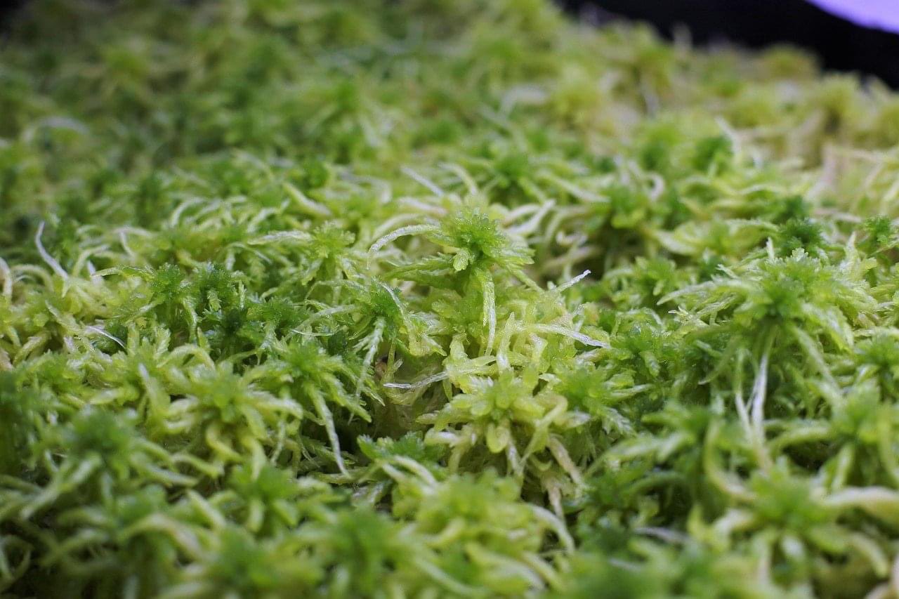 تويتر コケのインテリア コケリウム على تويتر ミズゴケ お花のような姿に魅了される人も多いはず アクアテラリウム の陸地部分などにもおすすめのコケです コケ 苔 コケリウム 苔リウム 苔テラリウム テラリウム パルダリウム 苔盆栽 アクアリウム