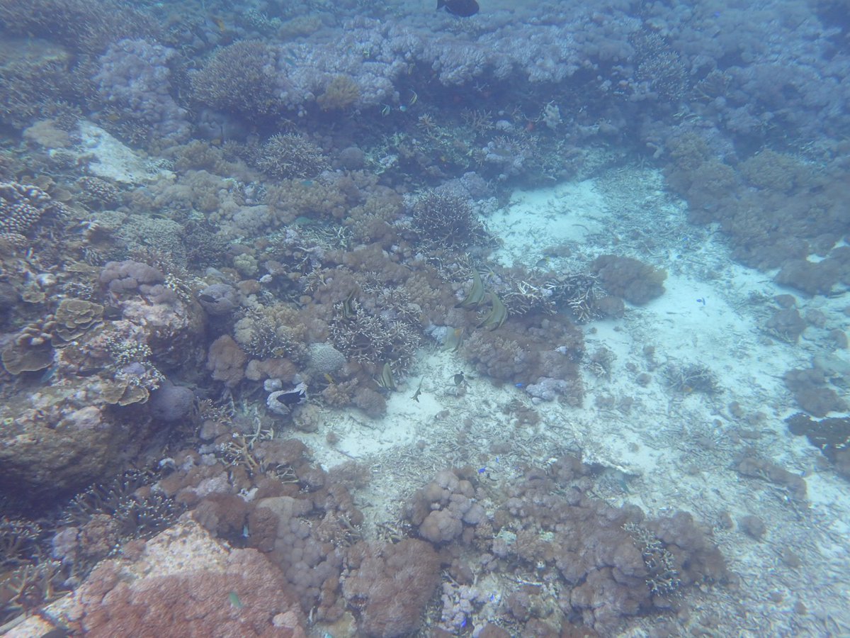 EnaKetut's tweet photo. Let's come and dive with us https://t.co/6W1NxlC3Kb #scubadiving #scuba #snorkeling https://t.co/1CMiOQlY7H