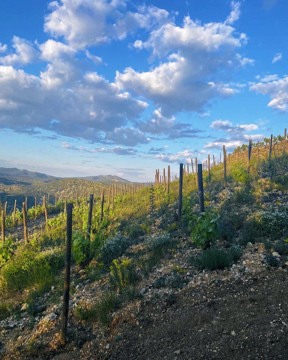 Alba Balcells tweet media