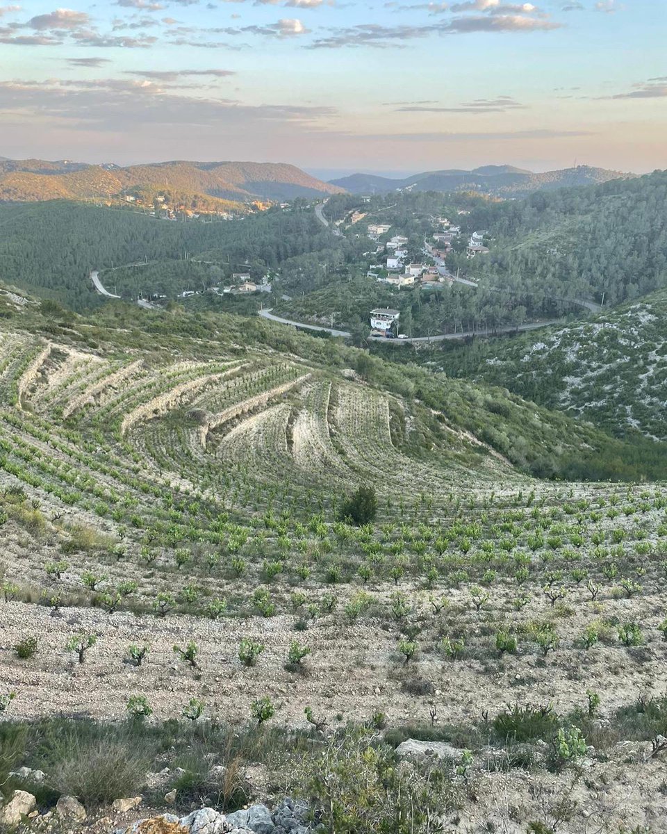 Alba Balcells (@albabalcells) on Twitter photo Montombra, una història de recuperació, lluita i bellesa del nostre #paísdevinyes al Massís del Garraf.
🙏🏻 <a href="/cellermascandi/">Celler Mas Candí</a>
Can Ràfols dels Caus i Xavier Ribes Montombra, una història de recuperació, lluita i bellesa del nostre #paísdevinyes al Massís del Garraf.
🙏🏻 <a href="/cellermascandi/">Celler Mas Candí</a>
Can Ràfols dels Caus i Xavier Ribes