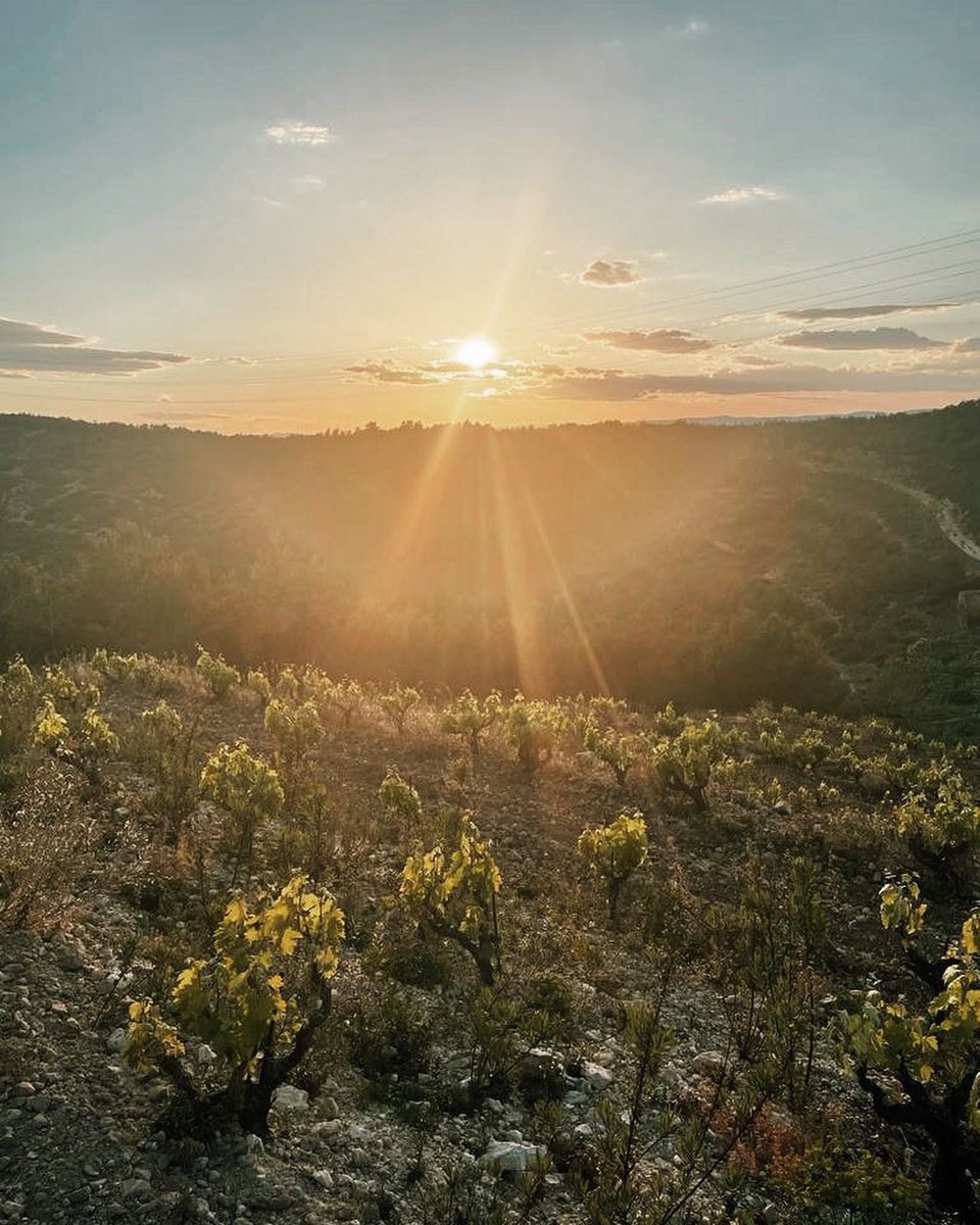 Alba Balcells tweet media