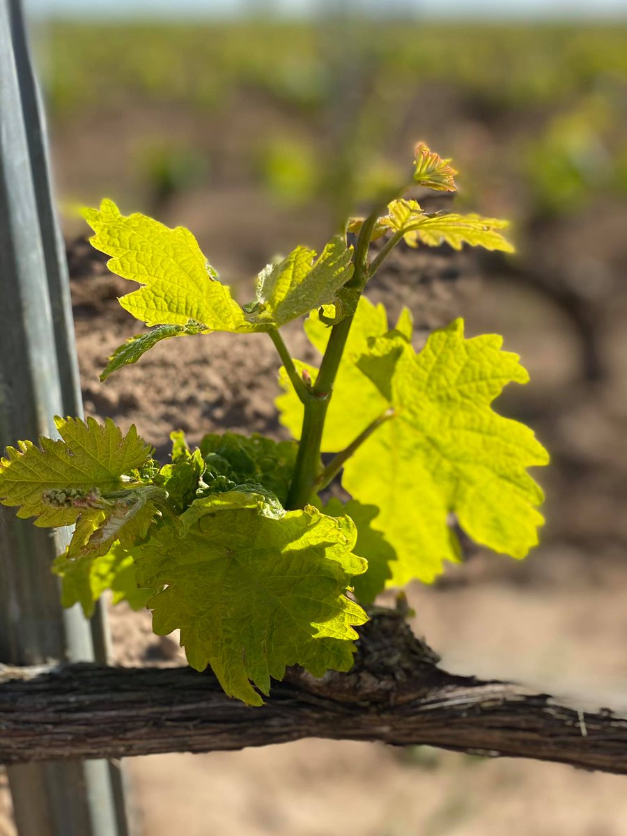 ToniMartinByV's tweet photo. La primavera se nota en los viñedos 😄😄
¡Feliz fin de semana!

#BodegasToniMartin #DORiberadelDuero #Valladolid https://t.co/4czNjxcr4j