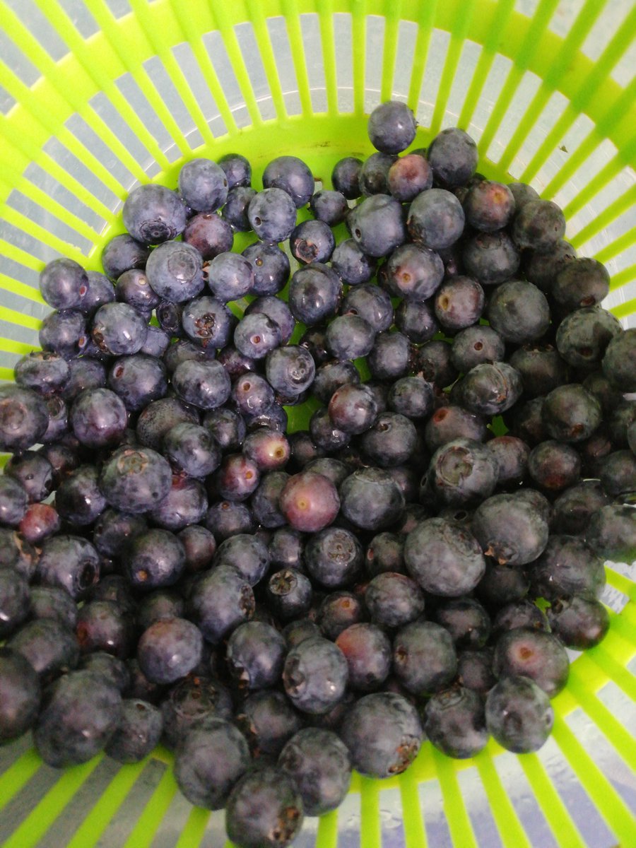 VictoriaMorrea1's tweet photo. Arándanos en #mencabrona 11.50€/kg origen Marruecos. Arándanos en Lidl 6.50€/kg origen Segovia. https://t.co/x4OQkwYWvr