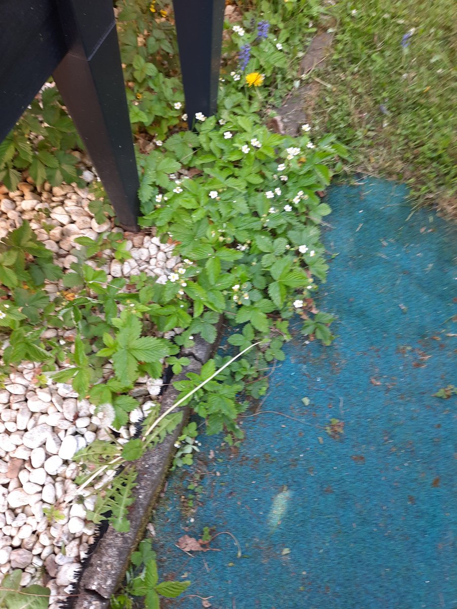 Die Erdbeeren 🍓 blühen schon im Garten.