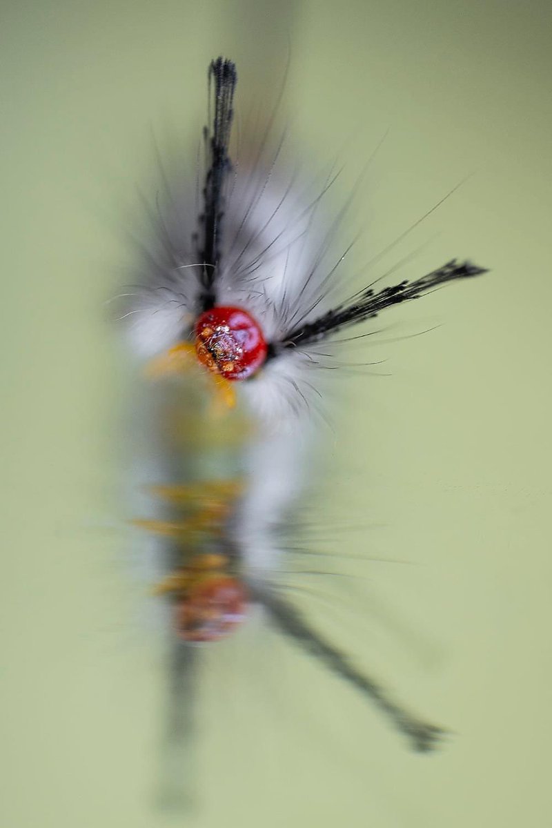 Stacy Pearsall tweet media