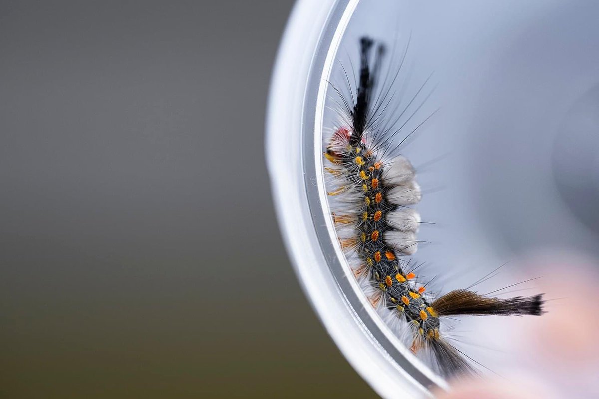 Stacy Pearsall tweet media