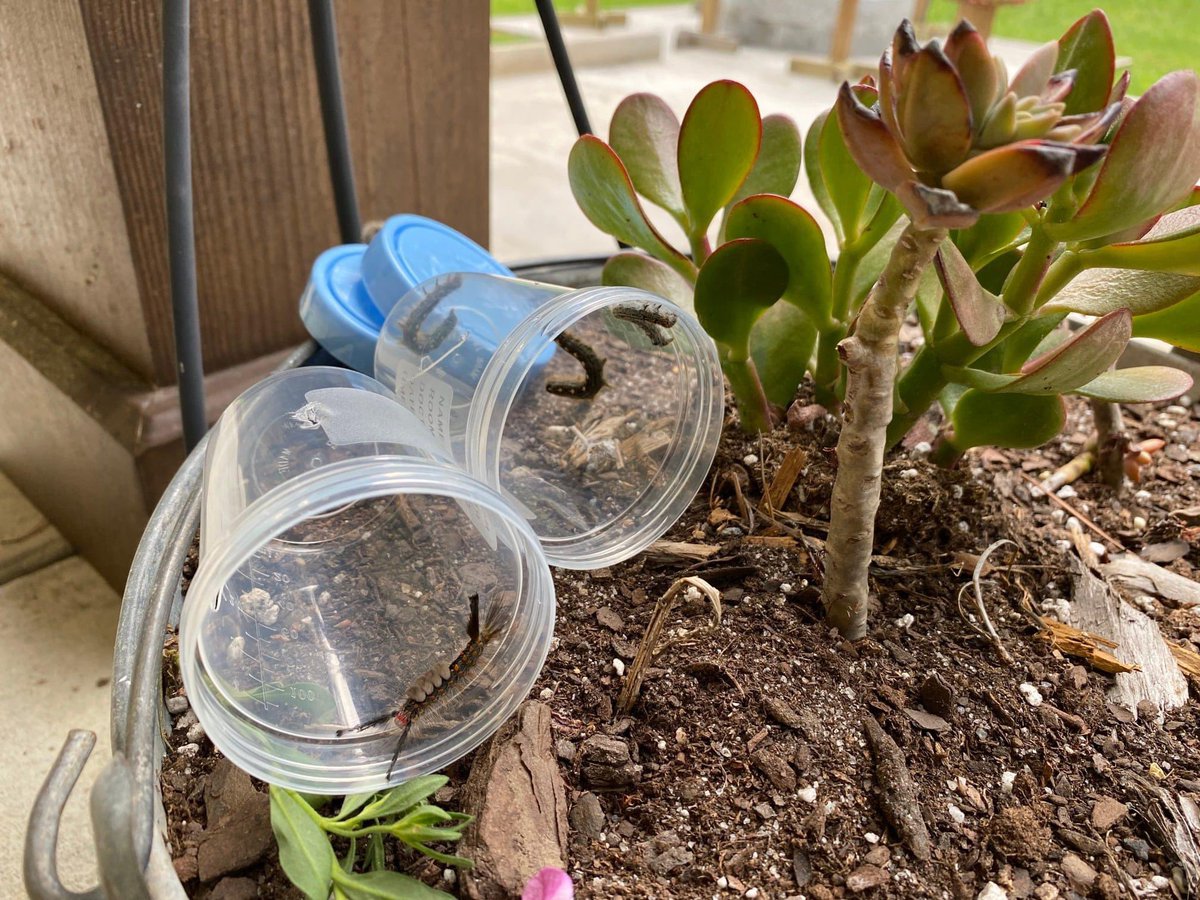 Stacy Pearsall tweet media