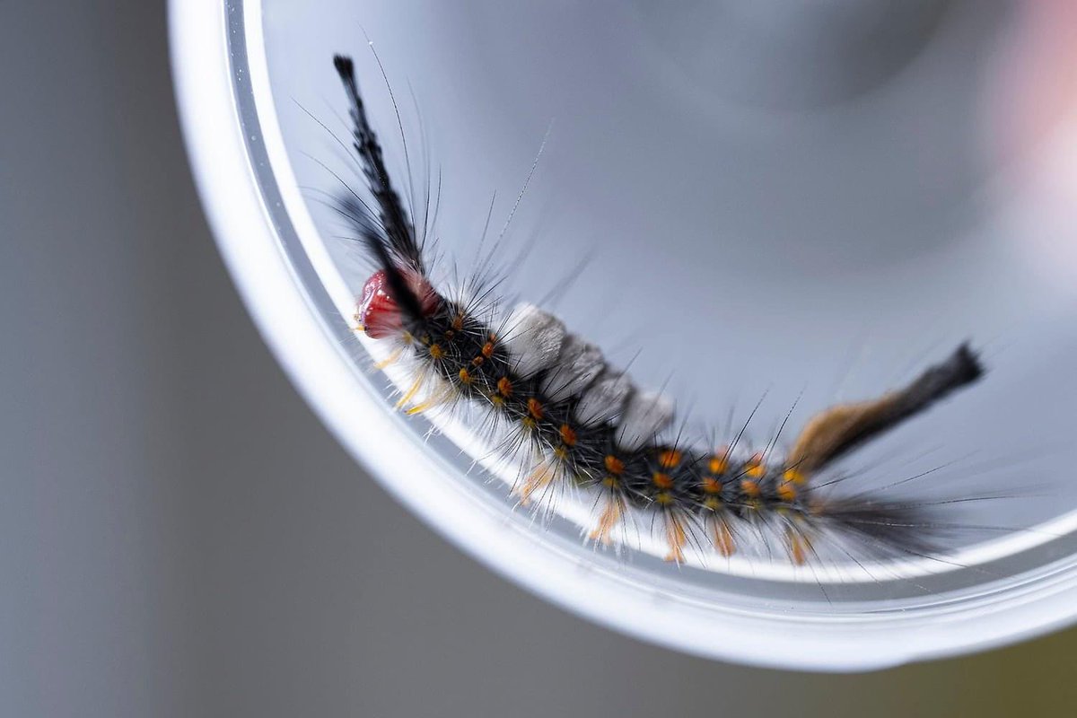 Stacy Pearsall tweet media