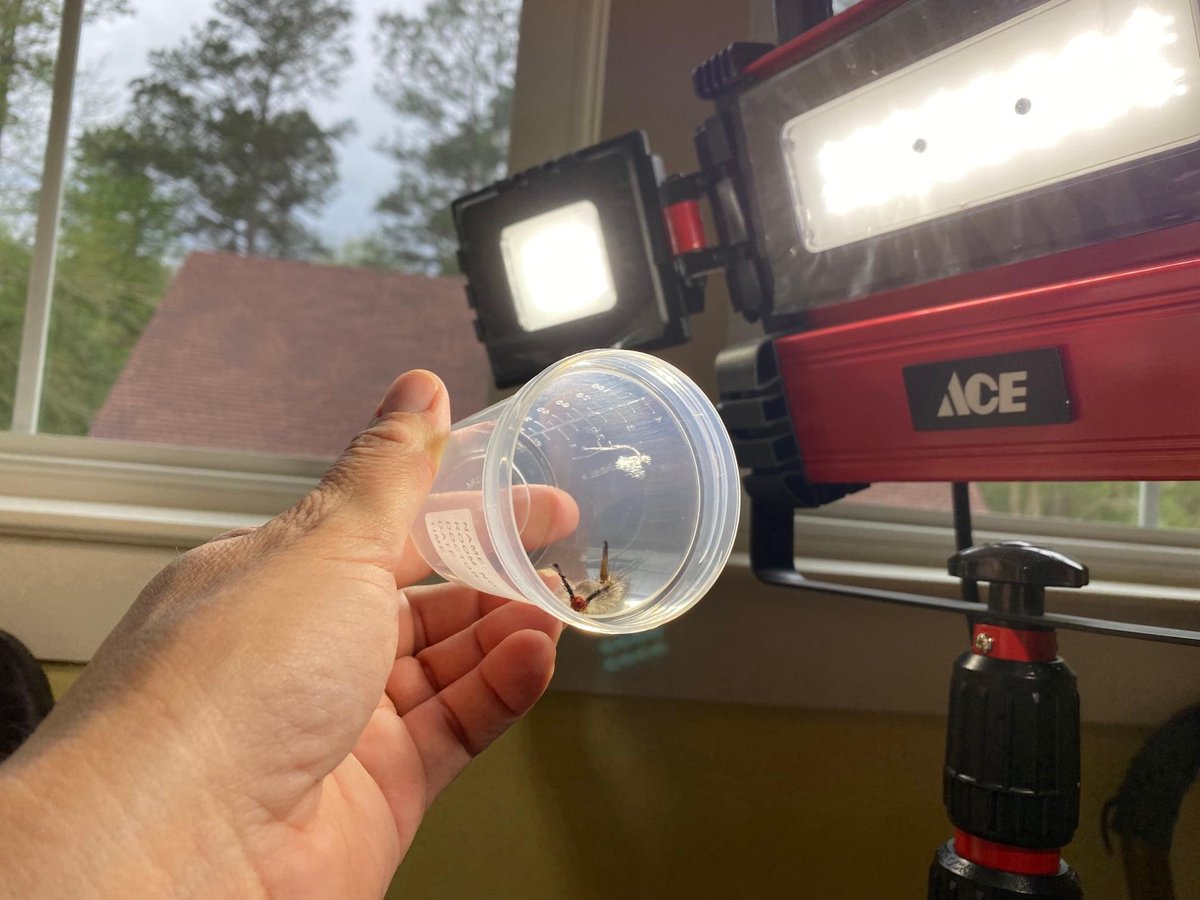 Stacy Pearsall tweet media