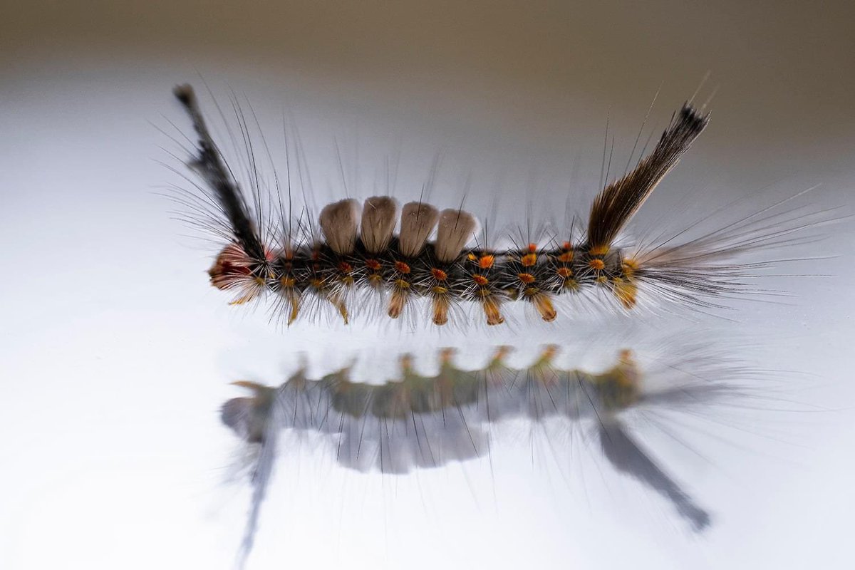 Stacy Pearsall tweet media