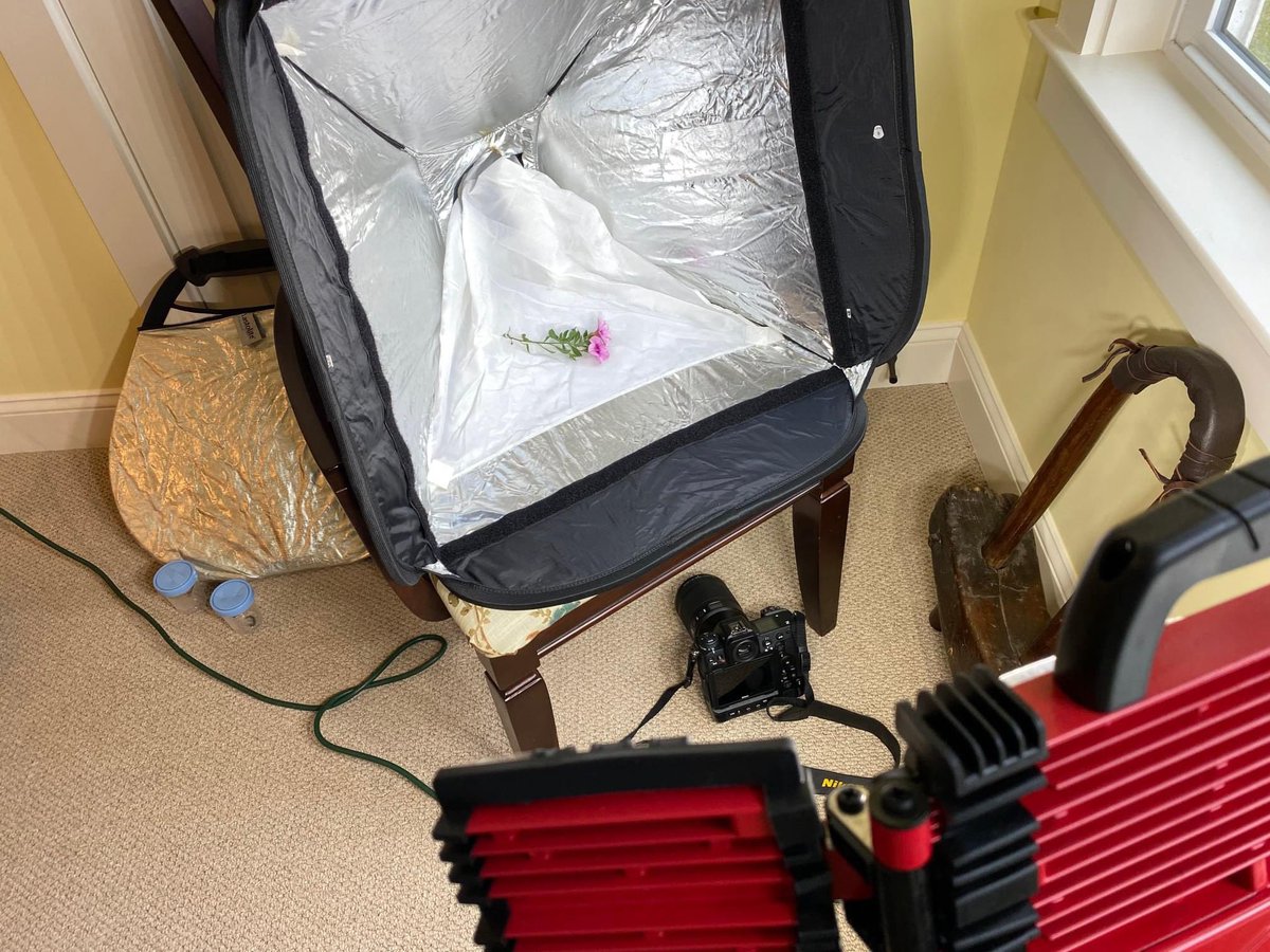 Stacy Pearsall tweet media