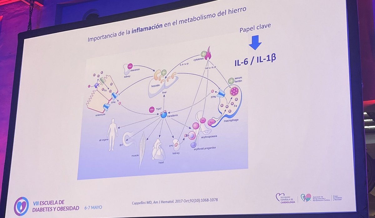 almucastro01's tweet photo. Reflexionando sobre la ⬇️ de la capacidad funcional en el paciente obeso y/o DM2 con @rdelaespriella Es todo IC?#7EDOSEC
Importancia de la ergoespiro para dx de estos pacientes @PatriciaPalau1
e importancia de la búsqueda de la ferropenia debido a su ⬆️ prevalencia https://t.co/AXupKE440z