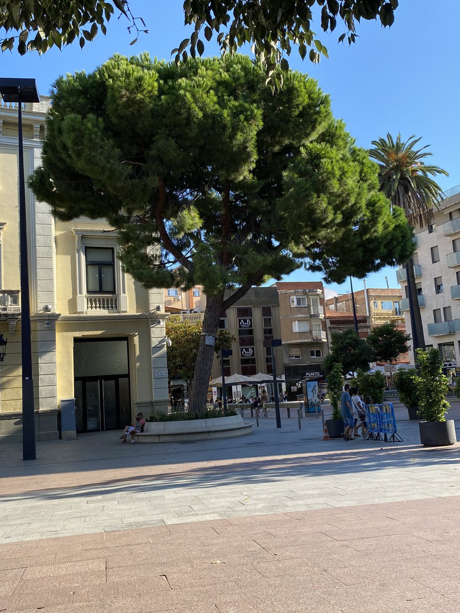 RogerSanjust's tweet photo. I a més si comparem imatges es podia preveure.. 
la primera es del 4/9/20 
La segona es del 28/ 6/21
I la tercera es del ultim dia de les festes de primavera.  
I perfectament es veu com el Pi cada vegada estama mes torçat… https://t.co/ShYK5CHmSp