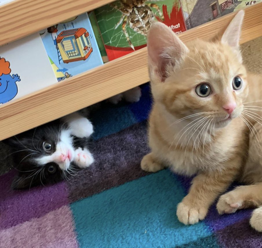 Introducing Dolly and Budd. Both siblings settling in nicely and hugely receptive to cuddles. My productivity has reduced by about 70% since they arrived.