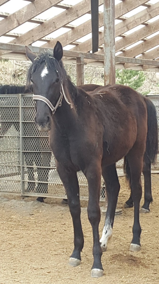 kariTkarlsson's tweet photo. Verduzzo
(Brad de Veluwe - Olivia Trot - Kadabra) #ravit #balticstable https://t.co/GYSoyHwQGw