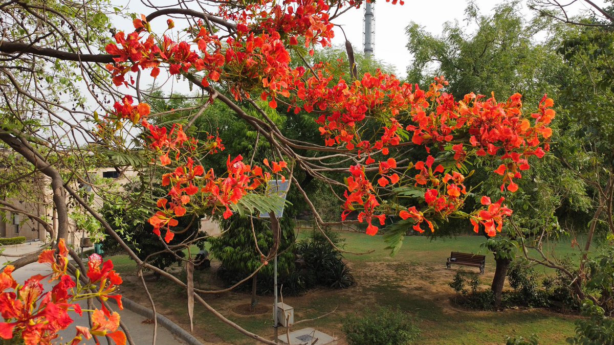 gilienv's tweet photo. #May in my beloved #Delhi
As the Searing hot days get longer, airspace & soundscapes fill with #Koels, #orioles, #peacocks n #papeehas - May is the month of #birdsong, #courtship & fulfilment!
Scarlet Gulmohurs captured on my @DJIGlobal MavicMini #dronephotography
#WalkMyWorld https://t.co/Rmb4KRJ5JE