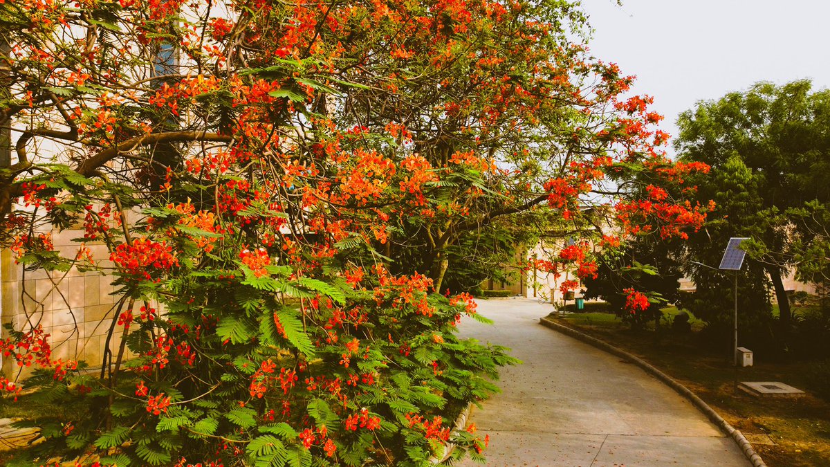 gilienv's tweet photo. #May in my beloved #Delhi
As the Searing hot days get longer, airspace & soundscapes fill with #Koels, #orioles, #peacocks n #papeehas - May is the month of #birdsong, #courtship & fulfilment!
Scarlet Gulmohurs captured on my @DJIGlobal MavicMini #dronephotography
#WalkMyWorld https://t.co/Rmb4KRJ5JE