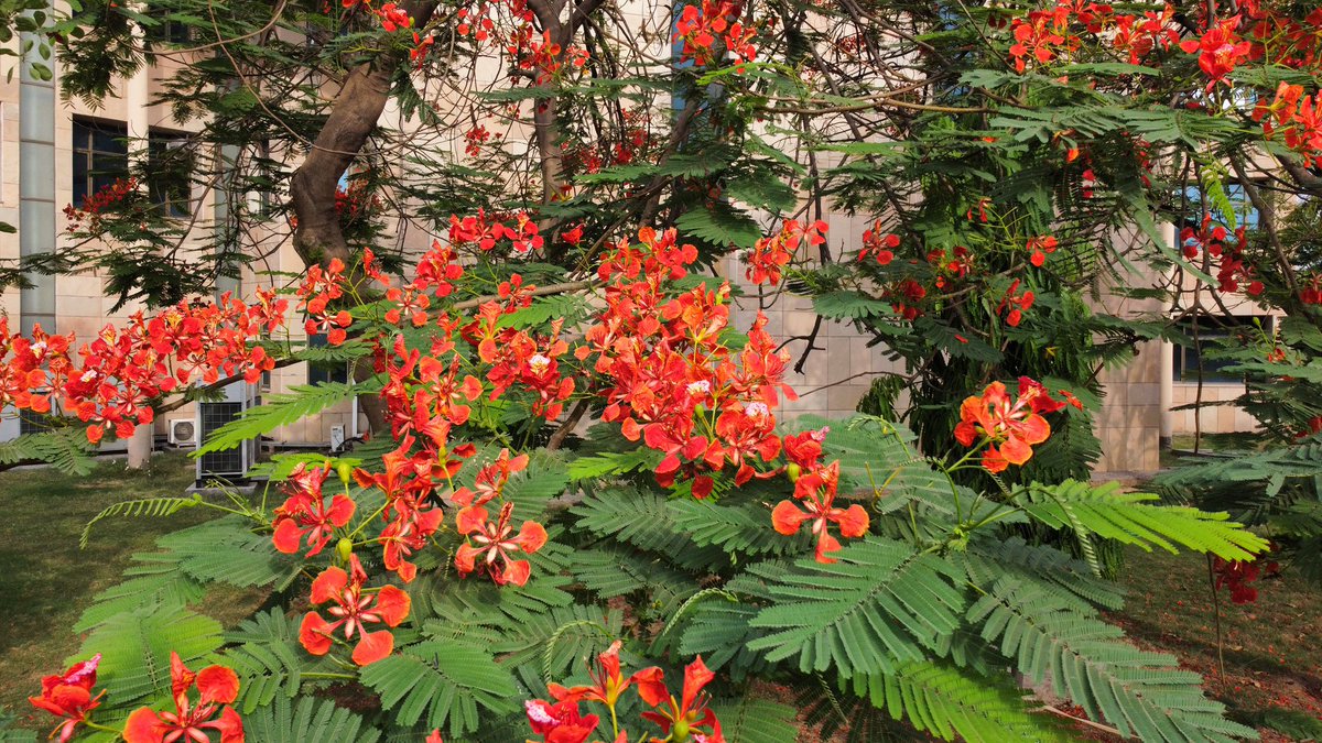 gilienv's tweet photo. #May in my beloved #Delhi
As the Searing hot days get longer, airspace & soundscapes fill with #Koels, #orioles, #peacocks n #papeehas - May is the month of #birdsong, #courtship & fulfilment!
Scarlet Gulmohurs captured on my @DJIGlobal MavicMini #dronephotography
#WalkMyWorld https://t.co/Rmb4KRJ5JE