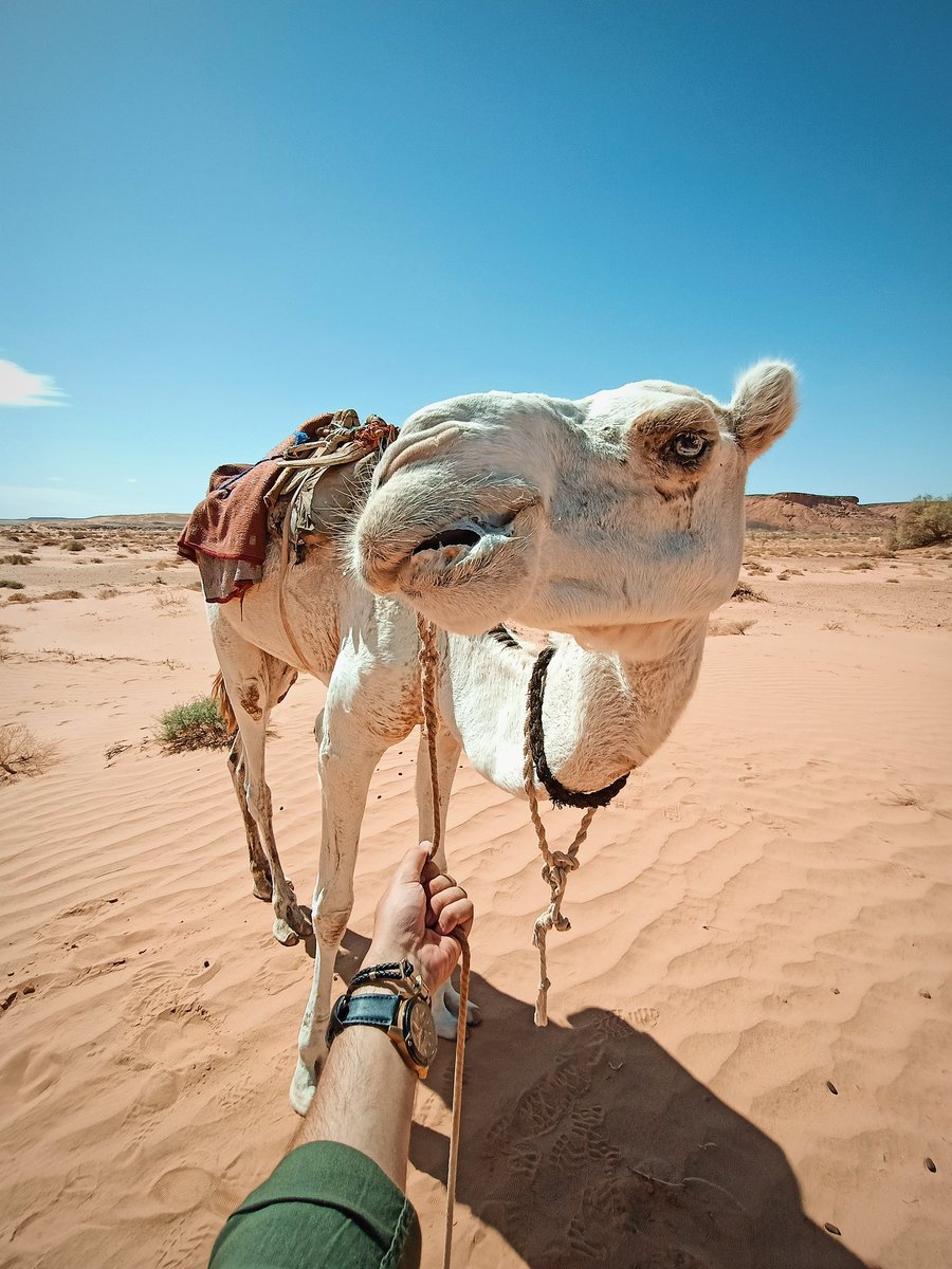 ReyadBelkacem's tweet photo. 📍 L’enchanteresse, Taghit, Algérie 🇩🇿
#RoadToDjazair https://t.co/QVAzDV6jqj