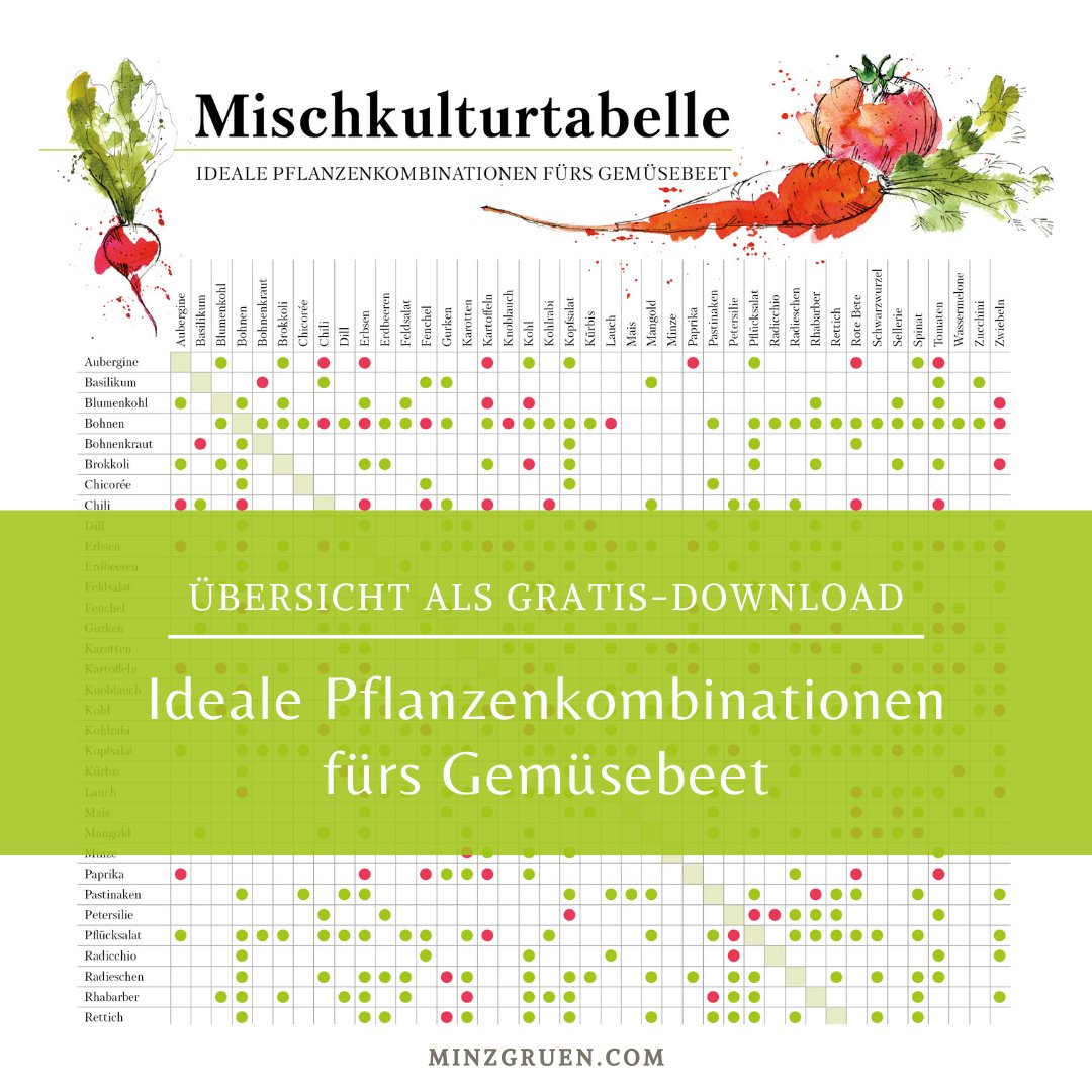 mnzgrn's tweet photo. Mach's mit Mischkultur! Ideale Beetpartner für noch bessere Ernte: https://t.co/BbVIc3T9ZD 

#garten #selbstversorger #gemüse https://t.co/9fdJdq31YJ