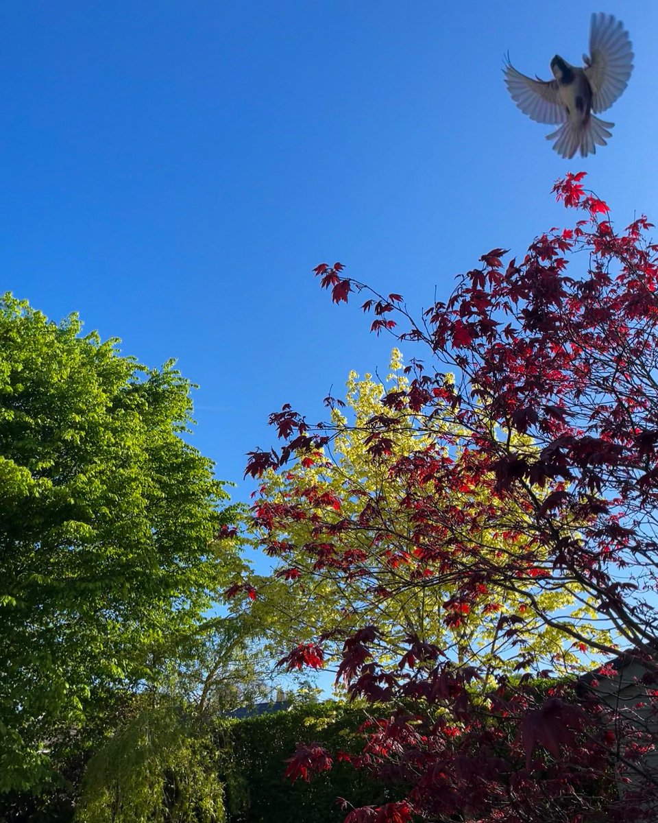 MissMogs_'s tweet photo. @Ruth_ITV @DerekTheWeather @BBCWales @ITVWales Went to take a photo of the spring sunshine this morning and I managed to catch this. #nature #birds #welshweather #wales #naturewatch https://t.co/OtCxj3LsR9