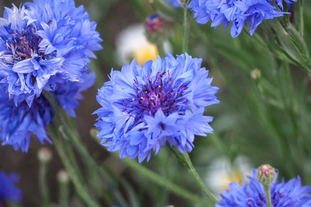 تويتر 553 على تويتر 名前は知らないけど 花壇に咲いていました 青系の花は良いね T Co H4zfcjtyqa تويتر 553 على تويتر 名前は知らないけど 花壇に咲いていました 青系の花は良いね T Co H4zfcjtyqa
