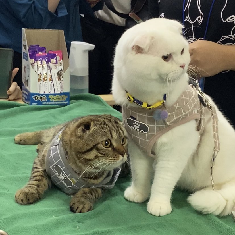 โลกและกาตุ่ยทั้งหลาย 🐇˚ ◡̈ tweet media
