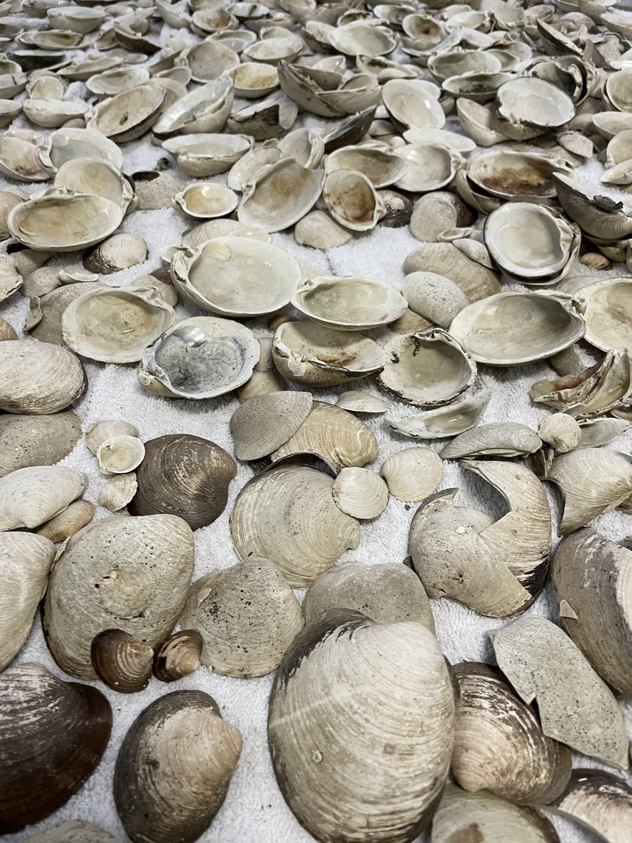 Dave_Reynolds01's tweet photo. Productive few days sampling for Arctica in North Icelandic waters. There are lots of growth rings hiding within these shells #sclerochronology @seachangeerc https://t.co/6GLeMdU3re